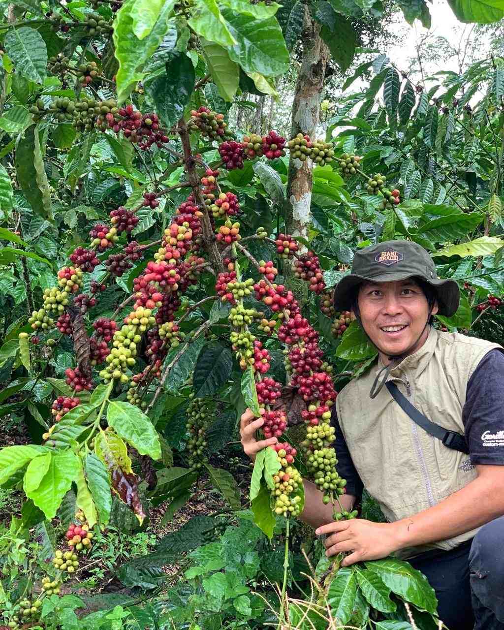 kopi robusta rejang lebong